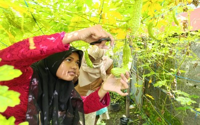 Pupuk Jiwa Kewirausahaan, Siswa Kelas 8 MTsN 2 Sleman Panen Pare di Kebun Madrasah